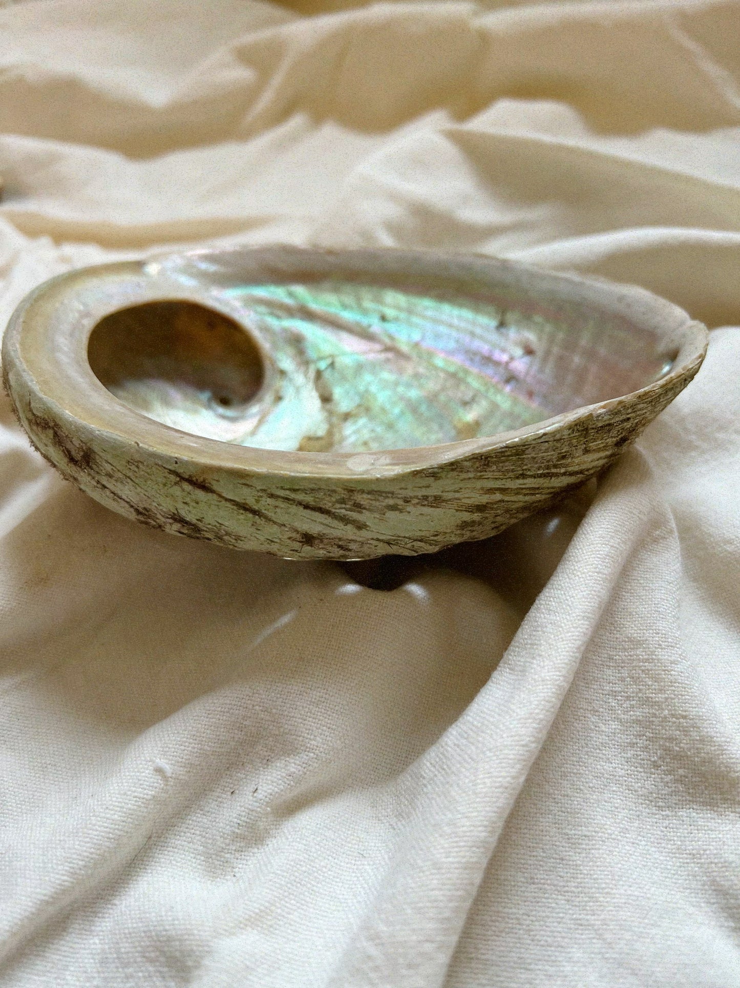 Abalone Muschel zum Räuchern