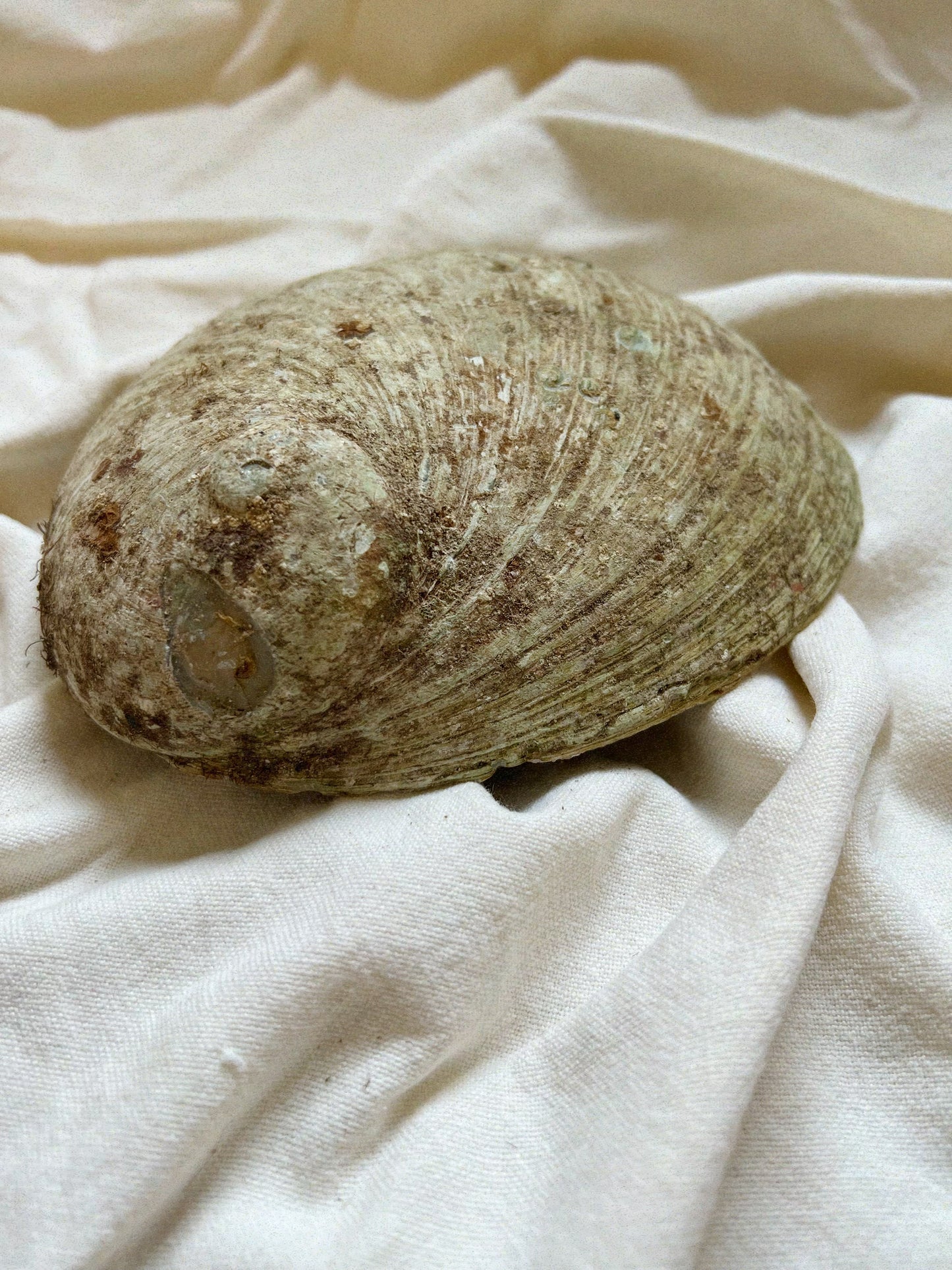 Abalone Muschel zum Räuchern